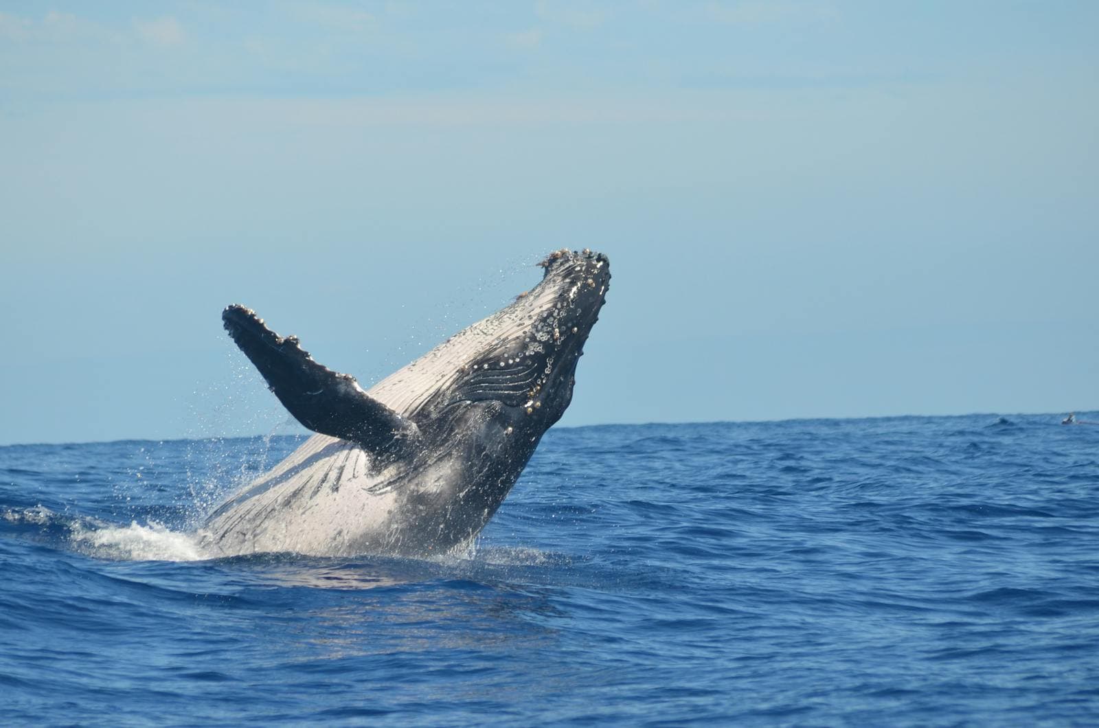 Wildlife & whales